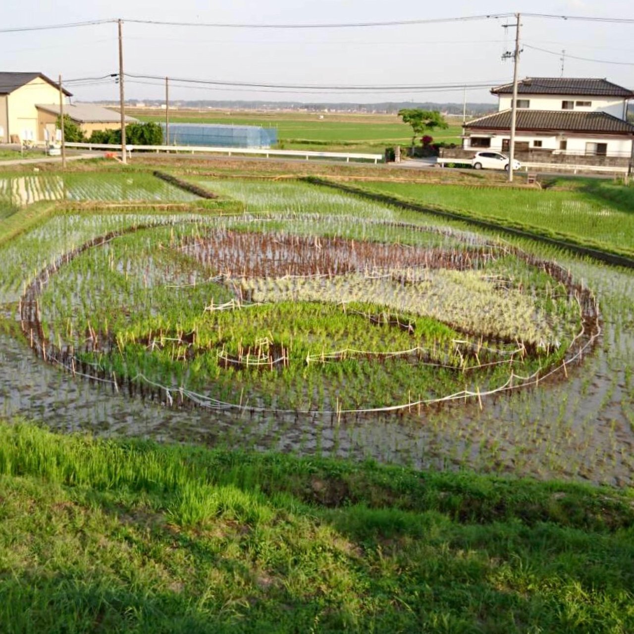 🌾 소마 논아트 (소마 탄보 아토) 이미지 5